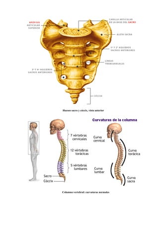 Huesos sacro y cóccix, vista anterior
Columna vertebral: curvaturas normales
 