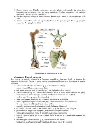 3- Huesos planos, son delgados compuestos por dos placas casi paralelas de tejido óseo
compacto que envuelven a otra de hueso esponjoso. Brindan protección. Por ejemplo:
huesos del cráneo, esternón, omóplatos.
4- Huesos irregulares, que tiene forma compleja. Por ejemplo: vértebras y algunos huesos de la
cara.
5- Huesos sesamoideos, están en algunos tendones, a los que protegen del uso y desgarro
excesivos. Por ejemplo: la rótula.
Distintos tipos de huesos según su forma
Marcas superficiales de los huesos.
Son rasgos estructurales adaptados a funciones específicas. Aparecen donde se insertan los
tendones, ligamentos y fascias, o donde las arterias perforan el hueso; otras dan paso a un tendón.
Ellas son:
• cóndilo: zona articular redondeada (p.ej., cóndilo femoral lateral)
• cresta: borde del hueso (p.ej., cresta ilíaca)
• epicóndilo: eminencia de un cóndilo (p.ej., epicóndilo lateral del húmero)
• carilla: zona suave y lisa, cubierta por cartílago, donde el hueso de articula con otro (p.ej.,
fosita costal superior del cuerpo vertebral para la articulación con una costilla)
• orificio: paso óseo (p.ej., orifico obturador)
• fosa: zona hueca o deprimida (p.ej., fosa infraespinosa de la escápula)
• surco: depresión alargada o acanalada (p.ej., surcos arteriales de la calota craneal)
• línea: elevación lineal (p.ej., línea sólea de la tibia)
• maléolo: prominencia redondeada (p.ej., maléolo lateral del peroné)
• escotadura: indentación en el borde de un hueso (p.ej., escotadura ciática mayor)
• protuberancia: proyección ósea (p.ej., protuberancia occipital externa)
• espina: prolongación en forma de aguja (p.ej., espina de la escápula)
• apófisis espinosa: parte que se proyecta en forma de espina (p.ej.,apófisis espinosa de una
vértebra)
• trocánter: gran elevación roma (p.ej., trocánter mayor del fémur)
• tubérculo: pequeña eminencia elevada (p.ej., tubérculo mayor del húmero)
 