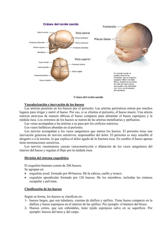 Cráneo del recién nacido
Vascularización e inervación de los huesos
Las arterias penetran en los huesos por el periostio. ...