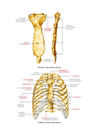 Esternón: vistas anterior y lateral
Costillas y esternón, vista anterior
 