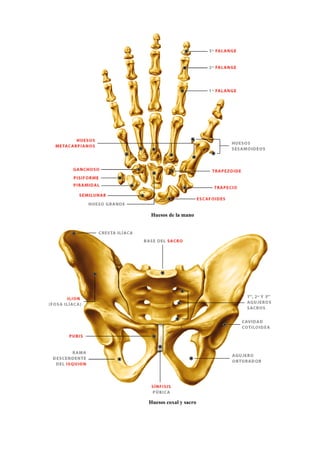 Huesos de la mano
Huesos coxal y sacro
 
