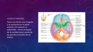 HUESO ETMOIDES
Tiene una forma muy irregular
y se encuentra en la parte
anterior con relación al
esfenoides . Forma el tejado
de la cavidad nasal y parte de
las paredes centrales de las
órbitas .
 