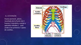 EL ESTERNÓN
Hueso pectoral , plano ,
resultado de la fusión de 3
huesos ( manubrio, cuerpo y
apéndice xifoides ) , está
unido a los primeros 7 pares
de costillas .
 