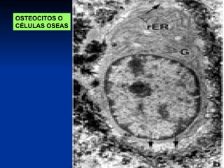 OSTEOCITOS O
CÉLULAS OSEAS
 