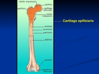 Cartilago epifisiario
 