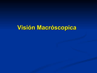 Visión Macróscopica
 