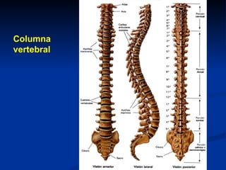 Columna
vertebral
 