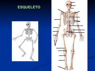 ESQUELETO
 