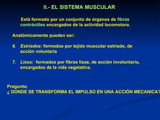 II.- EL SISTEMA MUSCULAR

    Está formado por un conjunto de órganos de fibras
    contráctiles encargados de la actividad locomotora.

 Anatómicamente pueden ser:

 6. Estriados: formados por tejido muscular estriado, de
    acción voluntaria

 7. Lisos: formados por fibras lisas, de acción involuntaria,
    encargados de la vida vegetativa.



Pregunta:
¿ DONDE SE TRANSFORMA EL IMPULSO EN UNA ACCIÓN MECANICA?
 