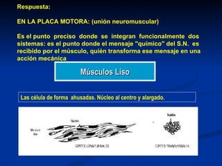 Respuesta:

EN LA PLACA MOTORA: (unión neuromuscular)

Es el punto preciso donde se integran funcionalmente dos
sistemas: es el punto donde el mensaje "químico" del S.N. es
recibido por el músculo, quién transforma ese mensaje en una
acción mecánica

                         Músculos Liso

 Las célula de forma ahusadas. Núcleo al centro y alargado.
 