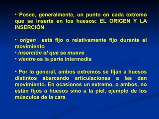 • Posee, generalmente, un punto en cada extremo
que se inserta en los huesos: EL ORIGEN Y LA
INSERCIÓN

• origen está fijo o relativamente fijo durante el
movimiento
• inserción el que se mueve
• vientre es la parte intermedia

• Por lo general, ambos extremos se fijan a huesos
distintos abarcando articulaciones a las dan
movimiento. En ocasiones un extremo, o ambos, no
están fijos a huesos sino a la piel, ejemplo de los
músculos de la cara
 