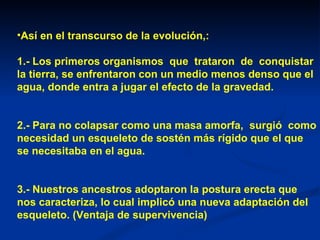 •Así en el transcurso de la evolución,:

1.- Los primeros organismos que trataron de conquistar
la tierra, se enfrentaron con un medio menos denso que el
agua, donde entra a jugar el efecto de la gravedad.


2.- Para no colapsar como una masa amorfa, surgió como
necesidad un esqueleto de sostén más rígido que el que
se necesitaba en el agua.


3.- Nuestros ancestros adoptaron la postura erecta que
nos caracteriza, lo cual implicó una nueva adaptación del
esqueleto. (Ventaja de supervivencia)
 