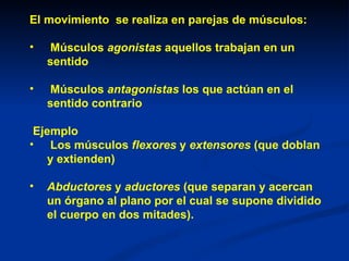 El movimiento se realiza en parejas de músculos:

•    Músculos agonistas aquellos trabajan en un
    sentido

•    Músculos antagonistas los que actúan en el
    sentido contrario

 Ejemplo
• Los músculos flexores y extensores (que doblan
   y extienden)

•   Abductores y aductores (que separan y acercan
    un órgano al plano por el cual se supone dividido
    el cuerpo en dos mitades).
 