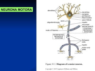 NEURONA MOTORA
 