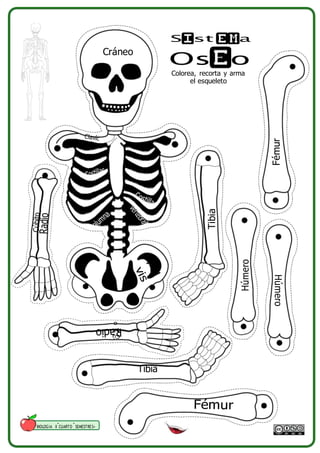 Cráneo
S st a
s
Colorea, recorta y arma
el esqueleto
Tibia
BIOLOGIA II CUARTO SEMESTRES+
Húmero
Tibia
Húmero
Fémur
 