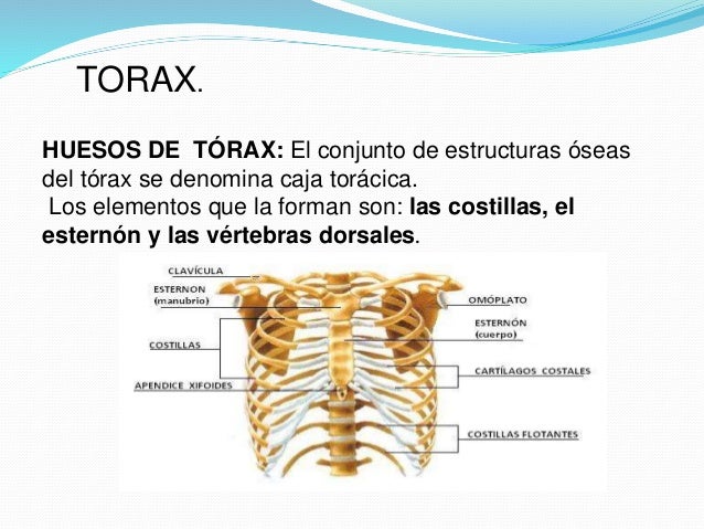 Duele la garganta sobre el cuello se han hinchado limfouzly