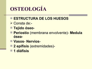 OSTEOLOGÍA
 ESTRUCTURA DE LOS HUESOS
 Consta de:-
 Tejido óseo-
 Periostio (membrana envolvente)- Medula
  ósea-
 Vasos- Nervios-
 2 epífisis (extremidades)-
 1 diáfisis
 