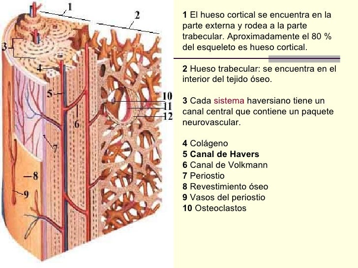Sistema osteomuscular11