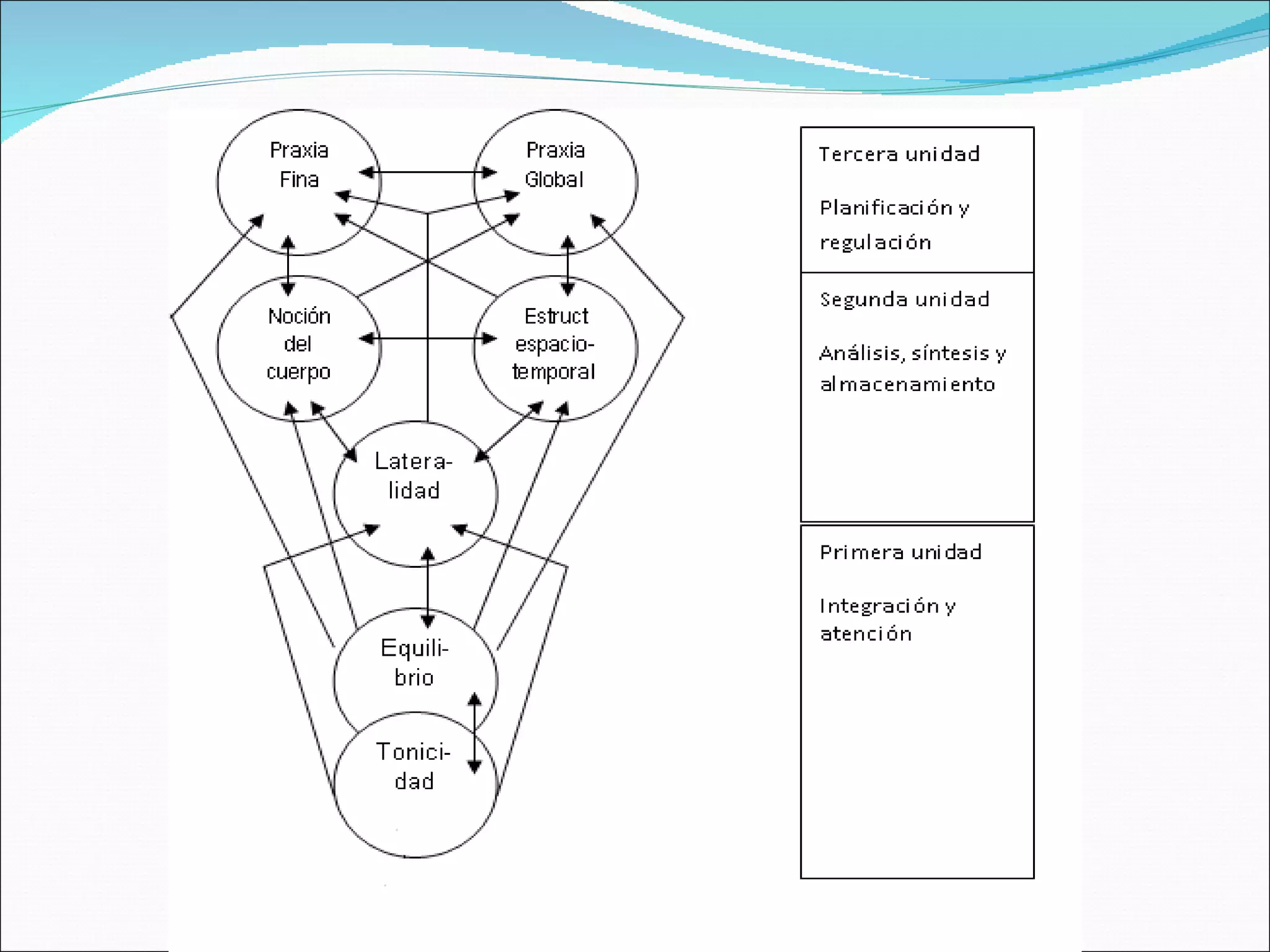 Sistema.psicomotor.humano | PPT