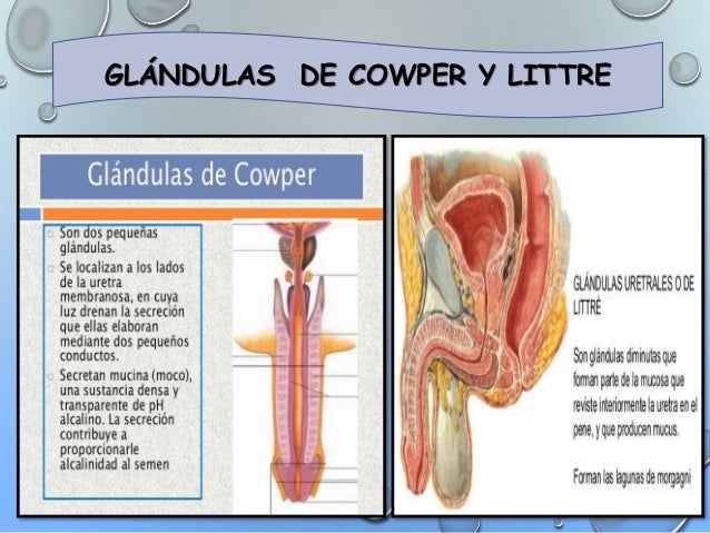 Sistema reproductormasculino Anatomico y Fisiologico