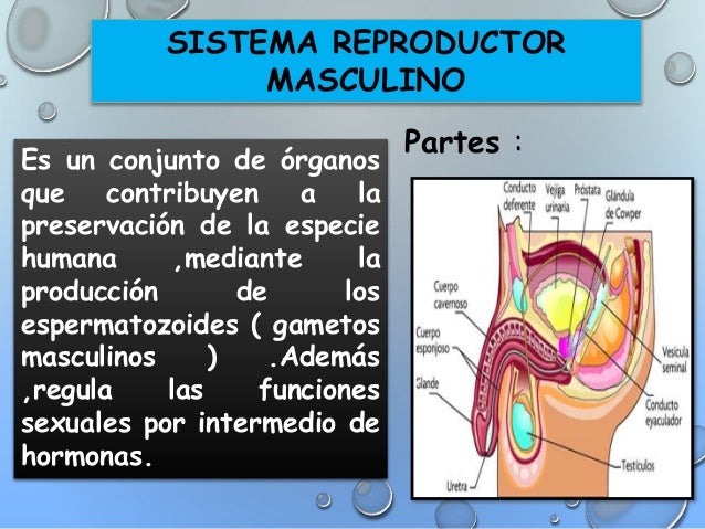 Sistema reproductor-masculino Anatomico y Fisiologico