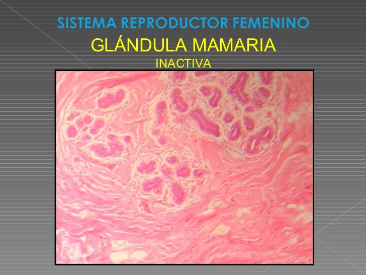Sistema Reproductor Femenino