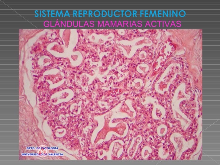 Sistema Reproductor Femenino