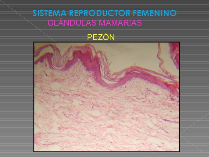 Sistema Reproductor Femenino