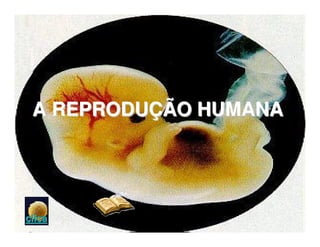 A REPRODUÇÃO HUMANA




clica