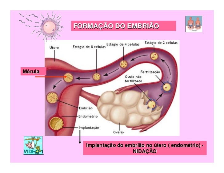 O Que Representa A Nidação: A Implantação Do Embrião – SAWBKZ