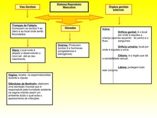 Sistema Reprodutor Masculino Vias Genitais Gónadas Órgãos genitais externos  Vulva:  Orifício genital:  é o local  por onde é expulsa a  criança (apenas aquando  do parto) e o fluxo  sanguíneo. Orifício urinário:  local por  onde é expulsa a urina. Clítoris:  é o órgão que dá  a sensibilidade sexual. Lábios:  protegem todo  este conjunto  Vagina:  recebe  os espermatozóides durante a cópula. Glândulas de Bartholin:  elaboram uma secreção mucosa que é responsável pela humidade existente na vagina criando assim um ambiente ácido o qual evita o aparecimento de infecções  Útero:  Local onde é alojado e desenvolvido o novo ser  até ao seu nascimento. Trompas de Falópio:  Conduzem os óocitos II ao útero e ao local onde serão fecundados. Ovários:  Produzem óocitos II e hormonas (progesterona e estrogénios) 
