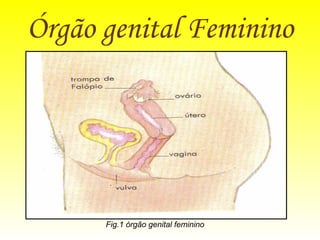 Órgão genital Feminino Fig.1 órgão genital feminino 