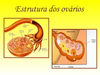 Estrutura dos ovários   