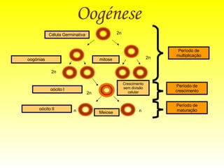 Oogénese   Célula Germinativa oogónias mitose 2n 2n Período de multiplicação 2n Período de crescimento Período de maturação oócito I 2n Crescimento sem divisão celular Meiose  oócito II n n 