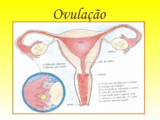 Ovulação   