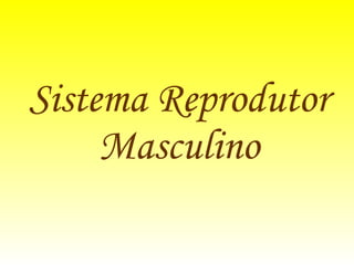 Sistema Reprodutor Masculino 