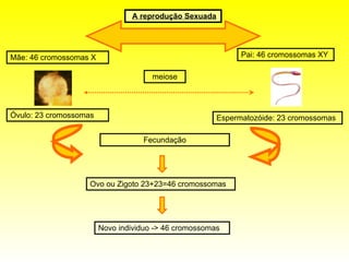 A reprodução Sexuada Mãe: 46 cromossomas X Pai: 46 cromossomas XY Óvulo: 23 cromossomas Espermatozóide: 23 cromossomas Fecundação Ovo ou Zigoto 23+23=46 cromossomas Novo individuo -> 46 cromossomas meiose 