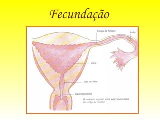 Fecundação   
