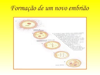 Formação de um novo embrião 