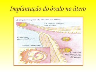 Implantação do óvulo no útero   