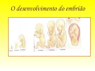 O desenvolvimento do embrião 