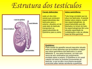 Estrutura dos testículos   Canais deferentes : cada um dos dois canais que conduzem espermatozóides dos testículos para o exterior, situados um de cada lado do testículo. transportam os espermatozóides do Epidídimo para a uretra. Epidídimo: Parte tubular do aparelho sexual masculino situado entre os cones eferentes que se localizam a seguir aos tubos seminíferos dos testículos e o canal deferente. É, nos seres humanos, um tubo com cerca de seis centímetros de comprimento, enrolado sobre si próprio. O Epidídimo é um canal colector de todos os produtos provenientes do testículo, a que se alia a sua própria secreção produzida pelas células secretoras superficiais.  tubos seminíferos: Tubo longo enrolado que se situa nos testículos. A parede destes tubos origina, a partir das espermatogónias, os espermatozóides que são libertados no lúmen do tubo. As espermatogónias têm uma elevada capacidade de multiplicação e são as células base da linha germinal.  