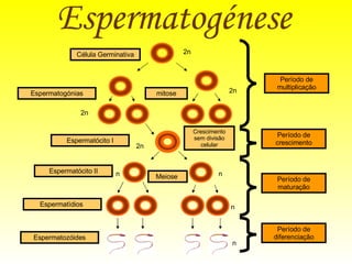 Espermatogénese   Célula Germinativa Espermatogónias mitose 2n 2n Período de multiplicação 2n Período de crescimento Período de diferenciação Período de maturação Espermatócito I 2n Crescimento sem divisão celular Espermatozóides Espermatídios  n n Meiose  Espermatócito II n n 
