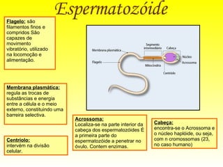Espermatozóide   Membrana plasmática: regula as trocas de substâncias e energia entre a célula e o meio externo, constituindo uma barreira selectiva.  Flagelo:   são filamentos finos e compridos São capazes de movimento vibratório, utilizado na locomoção e alimentação. Centríolo: intervém na divisão celular.  Cabeça: encontra-se o Acrossoma e o núcleo haplóide, ou seja, com n cromossomas (23, no caso humano) Acrossoma: Localiza-se na parte interior da cabeça dos espermatozóides É a primeira parte do espermatozóide a penetrar no óvulo. Contem enzimas. 