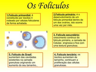 Os Folículos   1.Folículo primordial:  é constituído por óocitos II rodeado por células foliculares de forma achatada. 1 2 3 4 5 2.Folículo primário:  é o desenvolvimento de um folículo primordial dentro de um dos ovários, isto ocorre uma vez por mês. 3. Folículo secundário:  crescimento continuo do folículo primário, a camada de Celulas  engrossa e fica com uma textura granulosa. 4. Folículo terciário:  os óocitos aumentam de tamanho, continuam a proliferação das células granulosas. 5. Folículo de Graaf:  aumentam das cavidades existentes na camada granulosa originando um aumento do seu tamanho.   