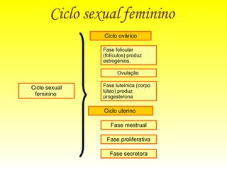 Ciclo sexual feminino   Ciclo sexual feminino  Fase folicular (folículos) produz estrogénios.  Ciclo ovárico Ovulação  Fase luteínica (corpo lúteo) produz progesterona Ciclo uterino  Fase mestrual Fase proliferativa Fase secretora 
