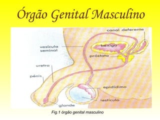 Órgão Genital Masculino Fig.1 órgão genital masculino 