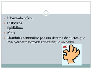  É formado pelos:
 Testículos
 Epidídimo
 Pênis
 Glândulas seminais e por um sistema de ductos que
leva o espermatozoides do testículo ao pênis
 