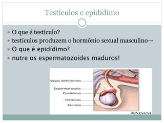 Testículos e epidídimo
 O que é testículo?
 testículos produzem o hormônio sexual masculino→
 O que é epidídimo?
 nutre os espermatozoides maduros!
 