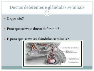 Ductos deferentes e glândulas seminais
 O que são?
 Para que serve o ducto deferente?
 E para que serve as glândulas seminais?
 